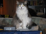 Jessi auf einem Schrank im Wohnzimmer.